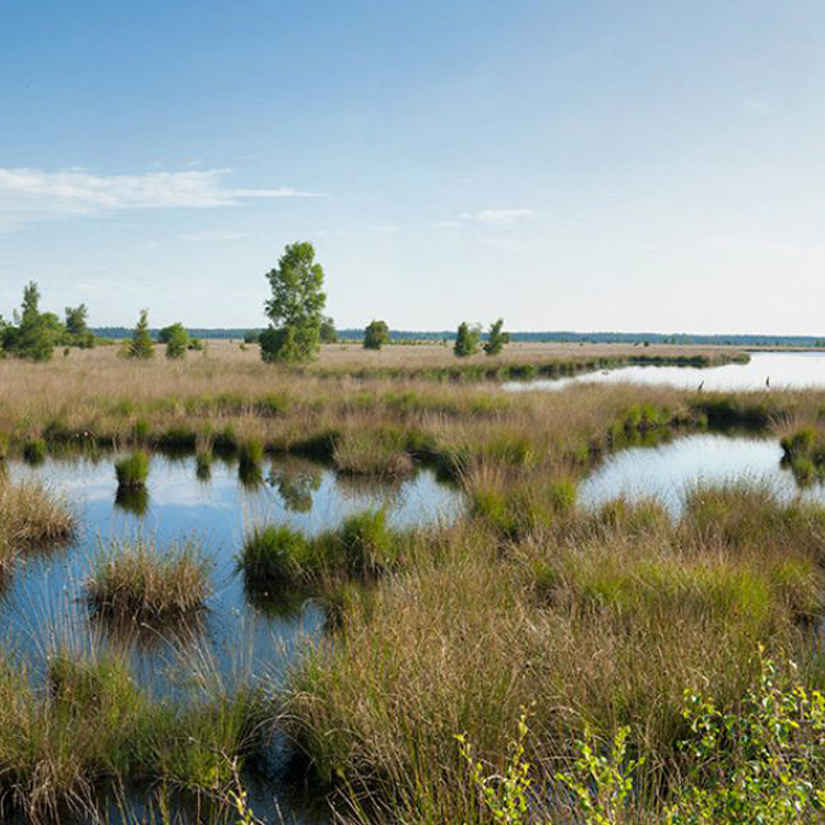 Fietsexcursie door het Fochteloërveen