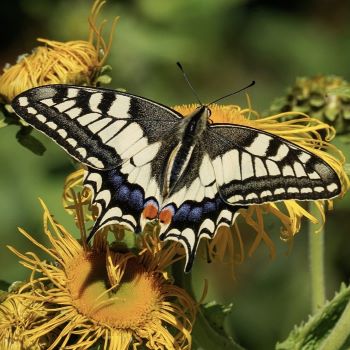 Lezing Klimaatverandering en de invloed op vlinders en libellen