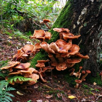 Ontdek het schimmelrijk van het Drents-Friese Wold