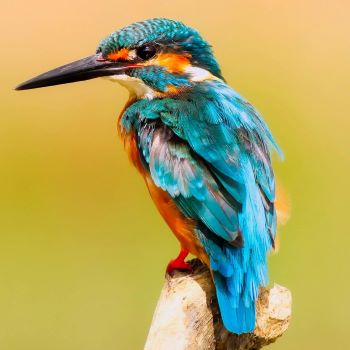 Lezing Geluk is een vogel