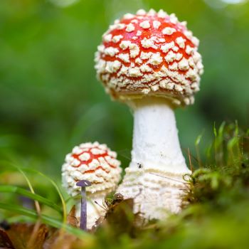 Excursie paddenstoelen op de Schaopedobbe