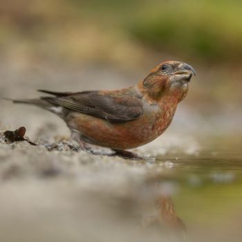 Vogels van het Drents-Friese Wold - de najaarstrek